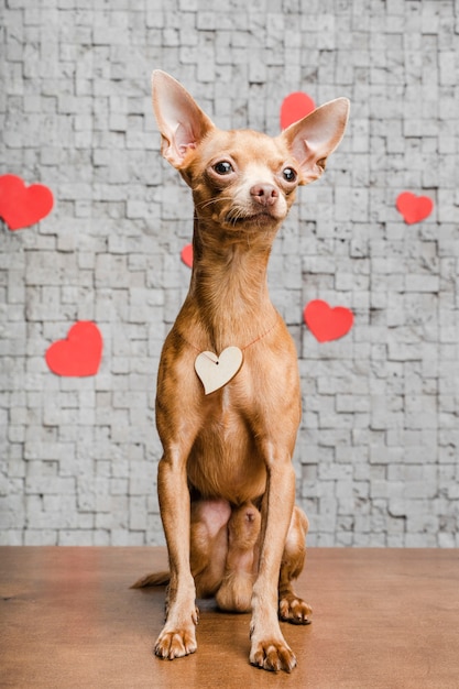 Netter kleiner Chihuahua-Hund, umgeben von Herzen