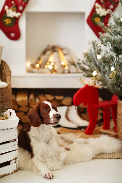 Netter kleiner Hund auf einem weihnachtlich geschmückten Wohnzimmer