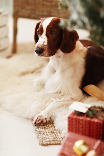 Netter kleiner Hund auf einem weihnachtlich geschmückten Wohnzimmer