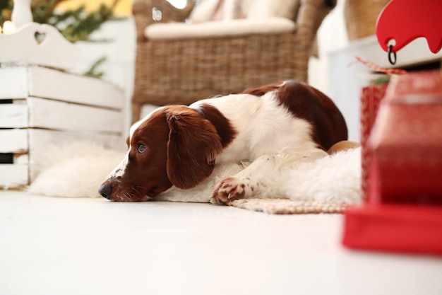 Netter kleiner Hund auf einem weihnachtlich geschmückten Wohnzimmer