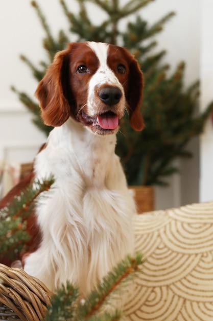 Netter kleiner Hund auf einem weihnachtlich geschmückten Wohnzimmer
