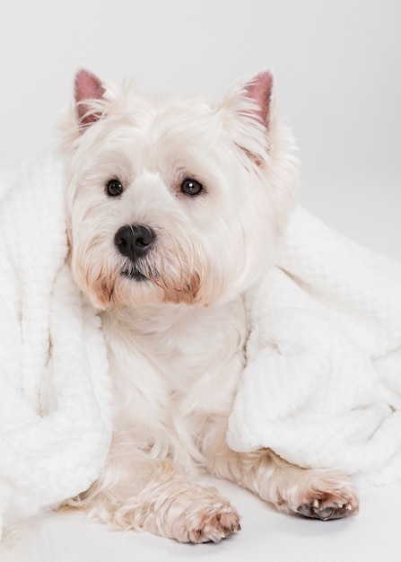 Kostenloses Foto netter kleiner hund, der in einem tuch sitzt