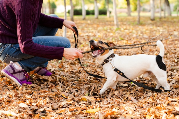 Netter kleiner Hund, der mit Frau spielt