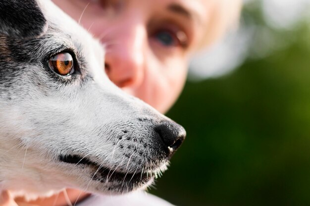 Netter kleiner Hund der Nahaufnahme, der Zeit draußen genießt