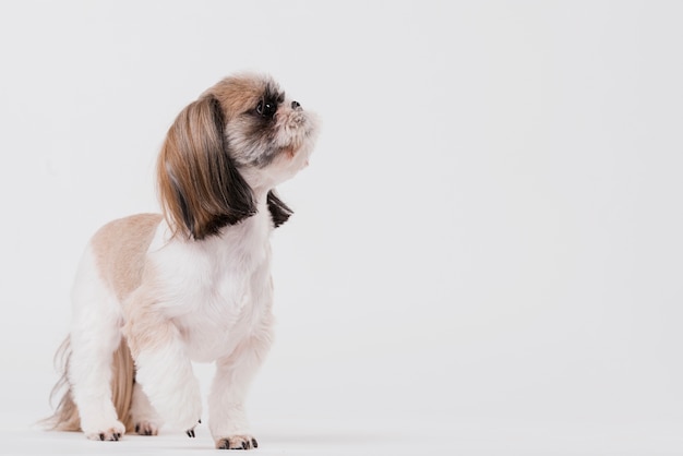 Netter kleiner Hund der Vorderansicht