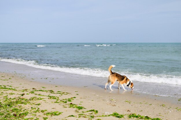 Netter kleiner Hund, der Zeit im Freien genießt