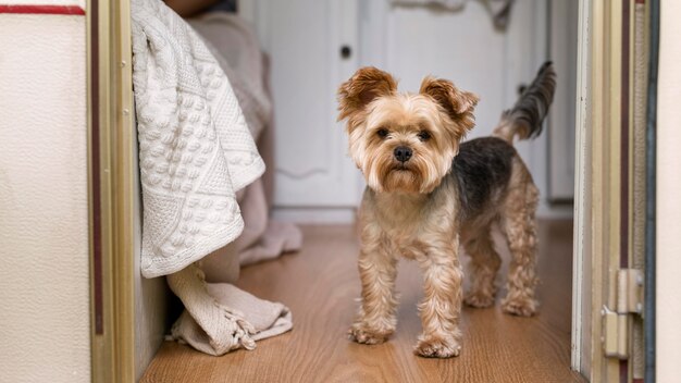 Netter kleiner Hund im Wohnwagen