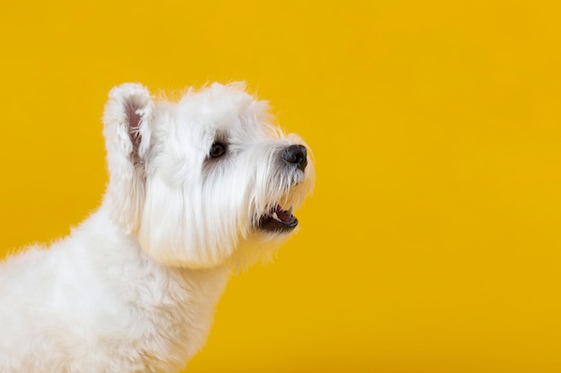 Netter kleiner Hund isoliert auf Gelb