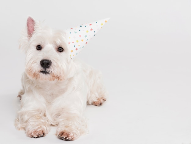 Netter kleiner Hund mit einem Hut