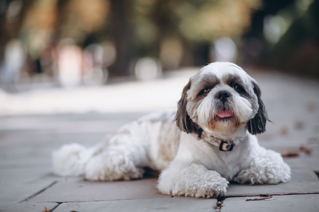 Netter kleiner Hund mit großen Augen