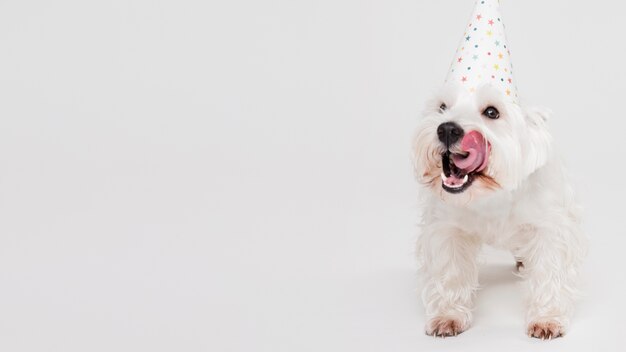 Netter kleiner Hund mit Kopienraum