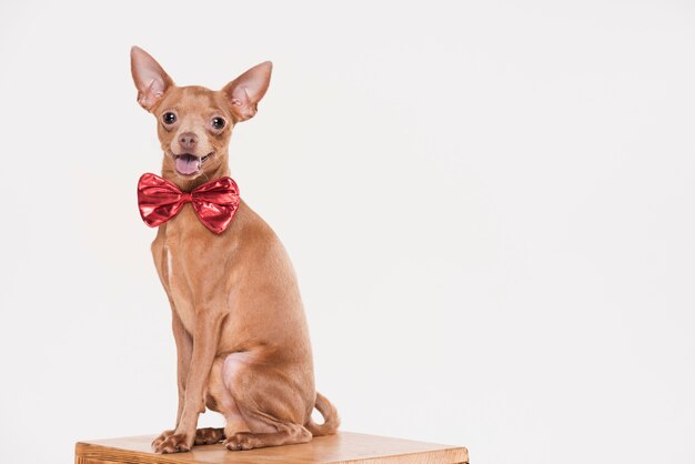 Netter kleiner Hund mit Kopienraum