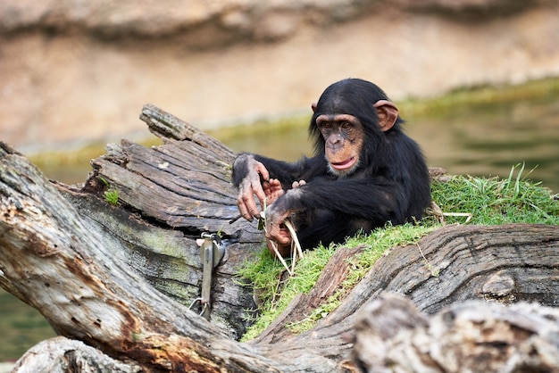 Netter kleiner schimpanse ruht auf einem baumstamm in einem zoo