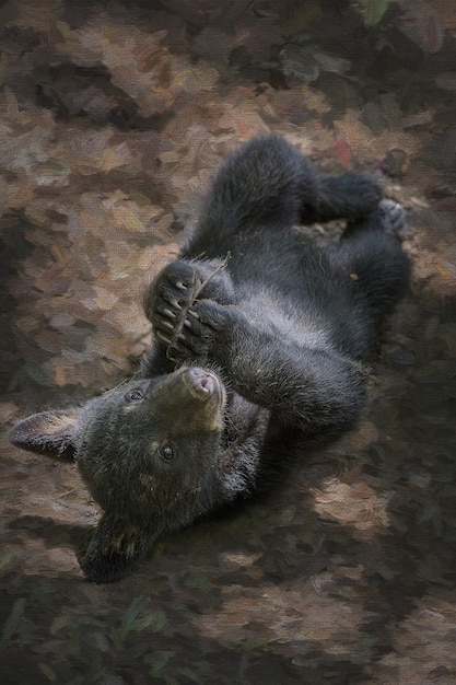 Netter kleiner Schwarzbär, der auf dem Boden liegt