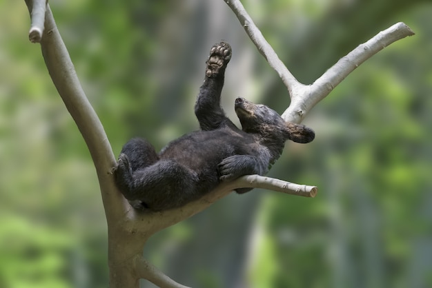 Netter kleiner schwarzer Bär auf einem Ast mit unscharfem Hintergrund