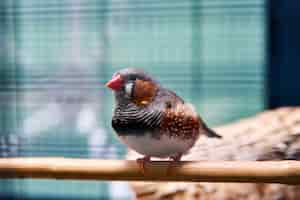 Kostenloses Foto netter kleiner vogel, der auf einem hölzernen zweig mit einem unscharfen hintergrund sitzt