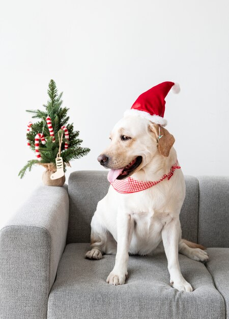 Netter Labrador-Apportierhund, der einen Weihnachtshut trägt