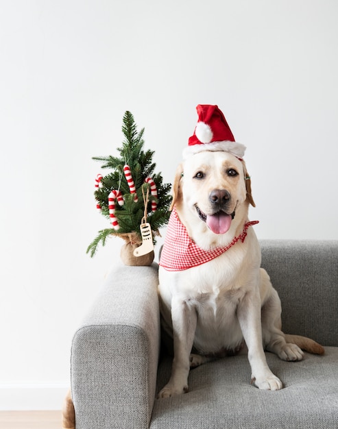 Kostenloses Foto netter labrador-apportierhund, der einen weihnachtshut trägt