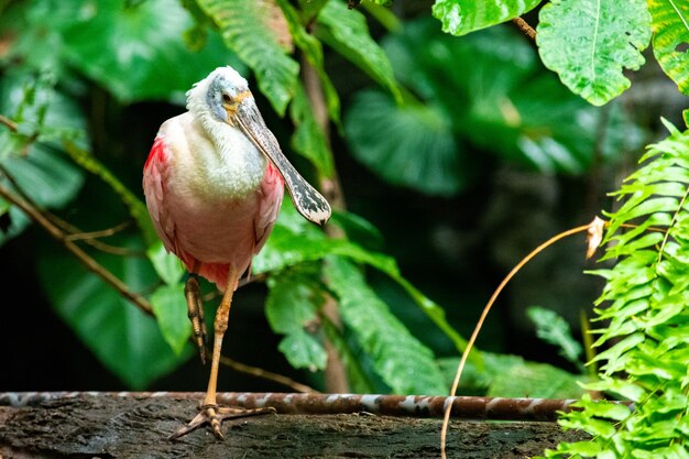 Netter Löfflervogel thront auf einem Ast mit einer Unschärfe