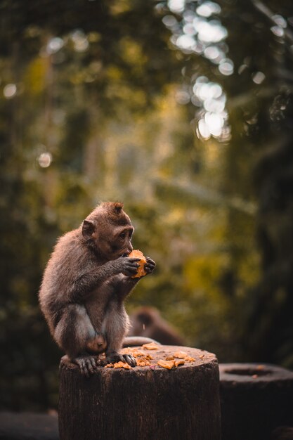 Netter Makakenaffe, der eine Frucht isst