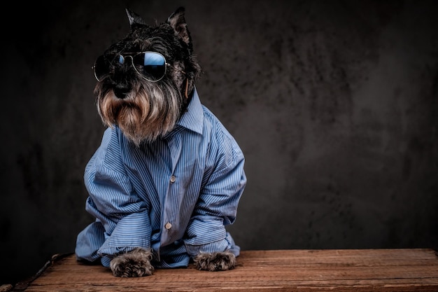 Netter modischer schottischer Terrier, der ein blaues Hemd und eine Sonnenbrille auf einem grauen Hintergrund trägt.