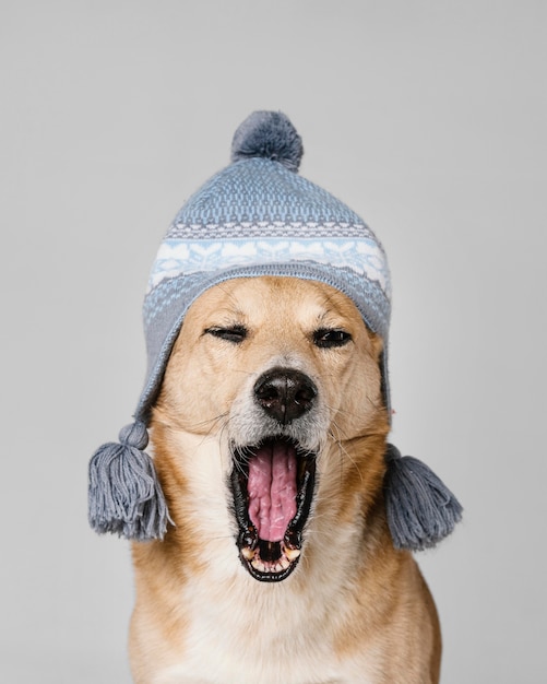 Netter müder Hund, der gestrickte Mütze trägt