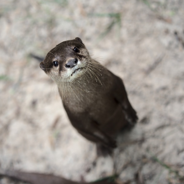 Netter Otter, der in die Kamera schaut