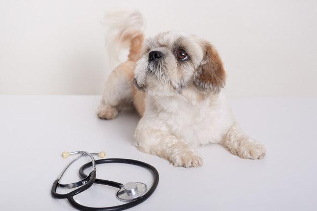 Netter Pekinesischer Hund, der auf Tisch mit Stethoskop in der Veterinärklinik liegt