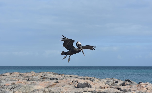 Netter pelikan, der auf eine anlegestelle in aruba fliegt