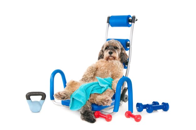 Netter pelziger Hund, der auf seinem Rücken auf einem Stück blauer Übungsausrüstung mit Hanteln herum liegt