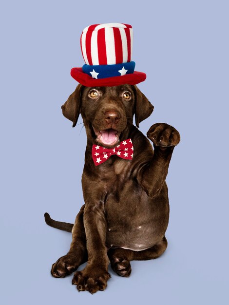 Netter Schokoladen Labrador Retriever in Uncle Sam Hut und Fliege