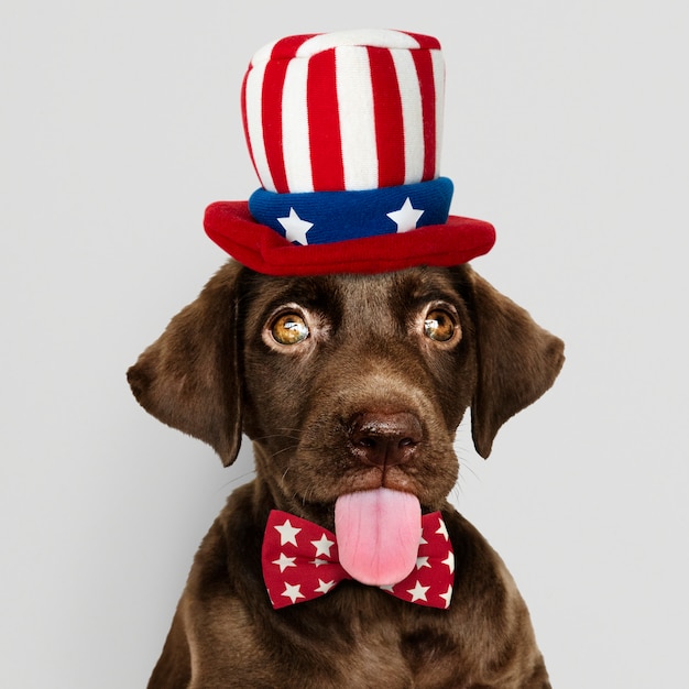 Netter Schokoladen Labrador Retriever in Uncle Sam Hut und Fliege