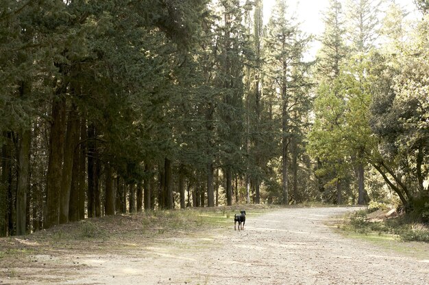 Netter schwarzer Hund, der in einem Wald mit vielen grünen Bäumen geht