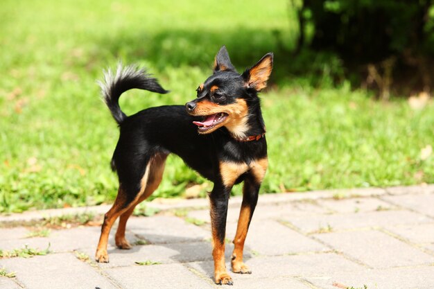 Netter Spielzeugterrier im Park