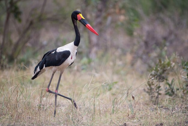 Netter Storch mit Sattelschnabel, der in einem Grasfeld mit einem unscharfen Hintergrund geht