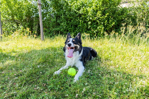Netter und entzückender walisischer Schäferhund, der mit ausgestreckter Zunge auf dem Gras sitzt