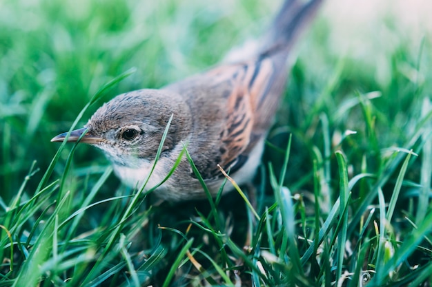 Netter Vogel, der im Gras sitzt