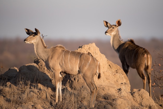 Netter weiblicher Kudus nahe einer Felsformation