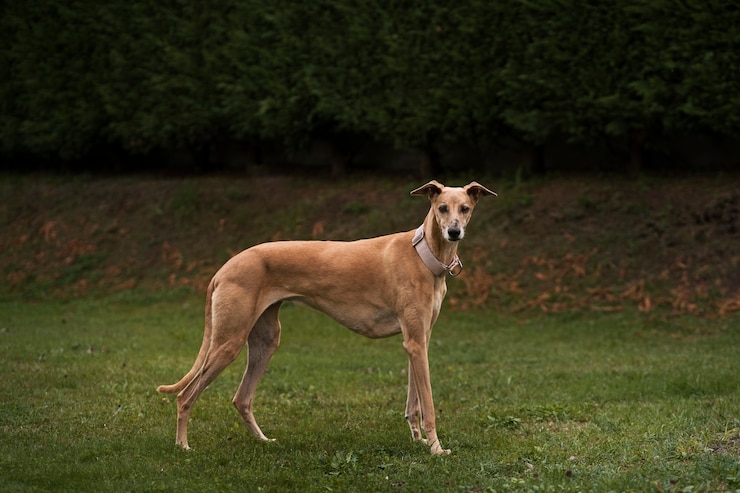 Kostenlose Foto netter windhund im freien