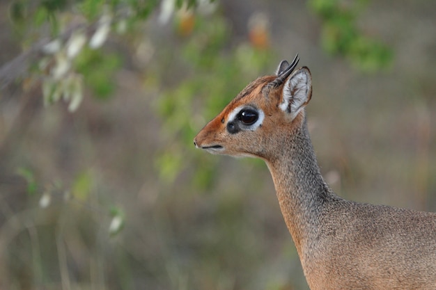 Nettes Babyhirsch im afrikanischen Dschungel