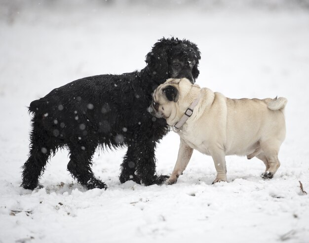 Nettes Bild von zwei Hunden, die zusammen im Freien im Schnee interagieren