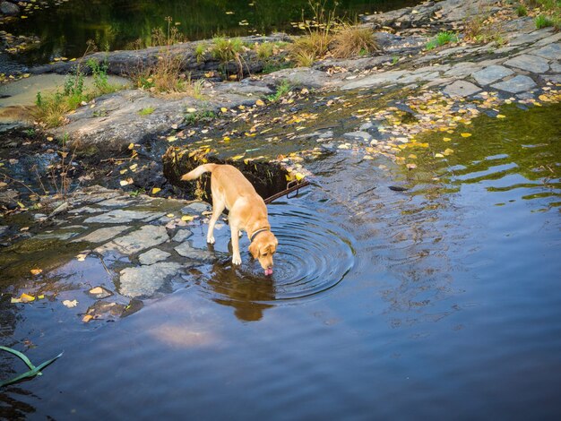 Nettes braunes Hundetrinkwasser in einem See während des Tages