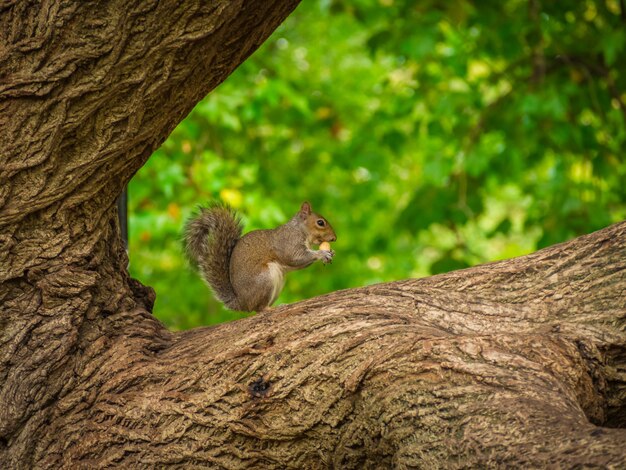 Nettes Eichhörnchen, das Haselnuss auf einem Baum mit einem verschwommenen Hintergrund isst