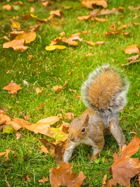 Nettes Eichhörnchen, das mit Ahornblättern in einem Grasfeld während des Tages spielt