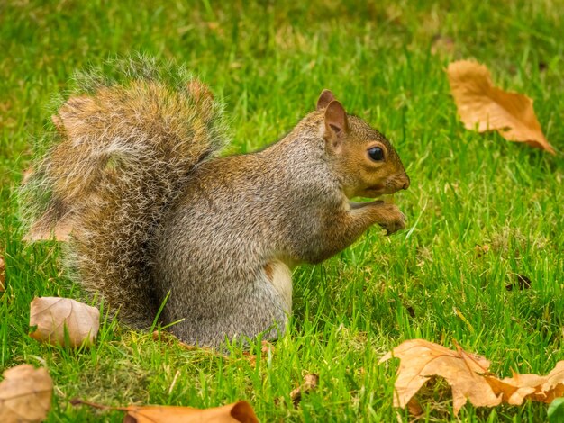 Nettes Eichhörnchen, das mit gefallenen trockenen Ahornblättern in einem Park während des Tages spielt