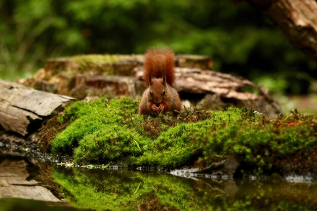 Nettes Eichhörnchen, das nach Nahrung in einem Wald sucht