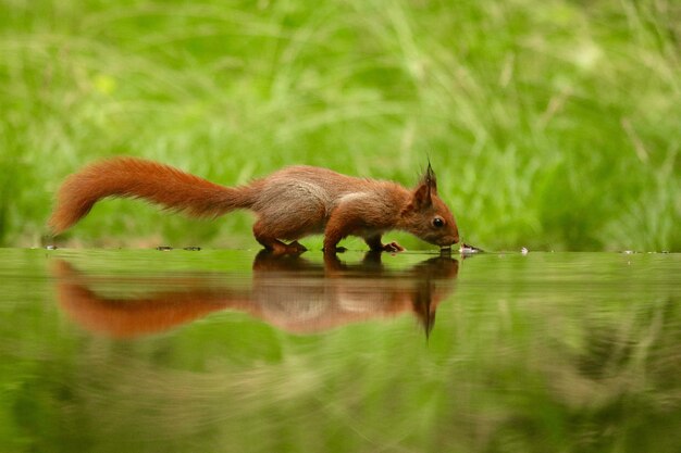 Nettes Eichhörnchen-Trinkwasser von einem See in einem Wald