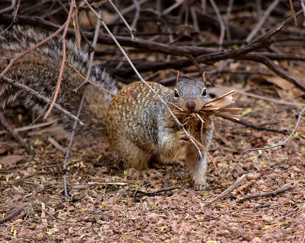 Nettes graues Eichhörnchen, das tagsüber Holz in einem Wald aufnimmt