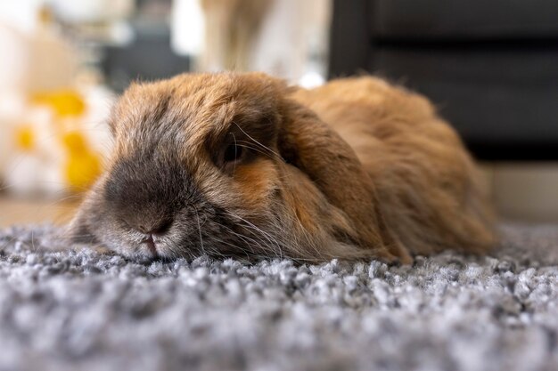 Nettes Kaninchen, das auf Teppich legt