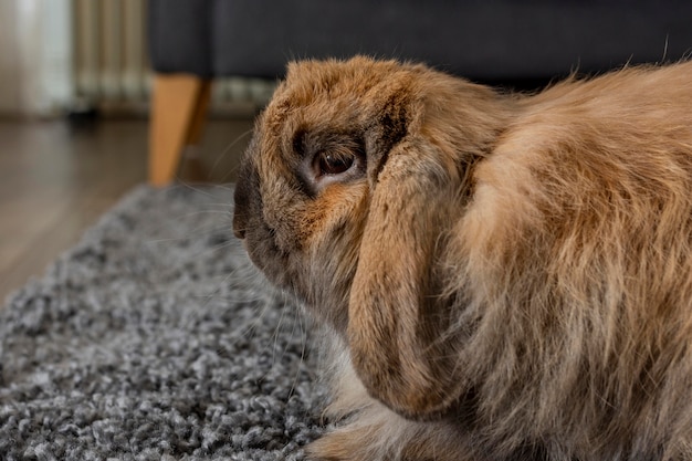 Nettes Kaninchen, das auf Teppich sitzt